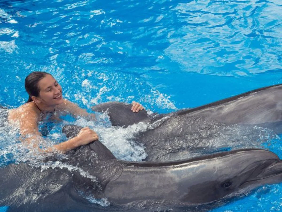 Swim with Dolphins